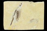 Cretaceous Fossil Soft Bodied Squid - Preserved Quill & Ink Sack #162759-1